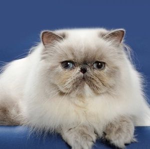 Meet your Posher, Alissa